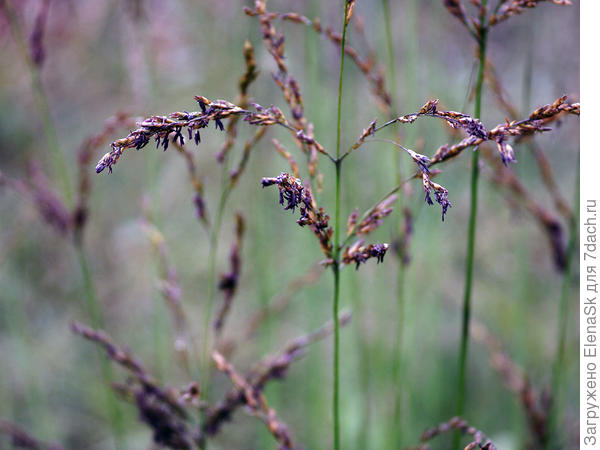 Крупнее цветение, это 11 октября