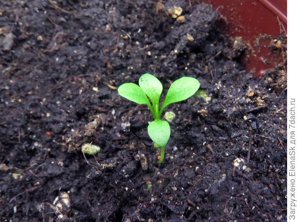 Это то, что взошло. Так и не понятно, если сорняк, то почему так медленно растет? А может им тоже световой режим важен и он тормазнул? Посмотрим