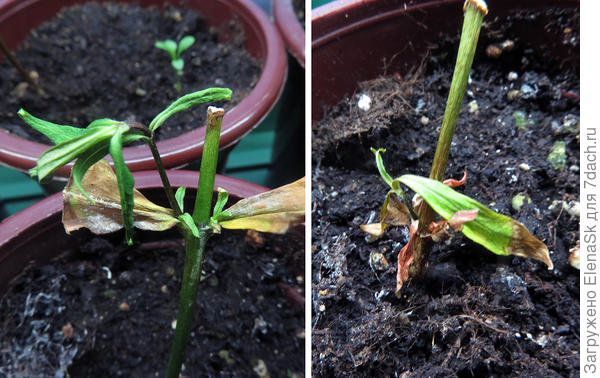 У этих вроде что-то живое еще есть, может восстановятся...