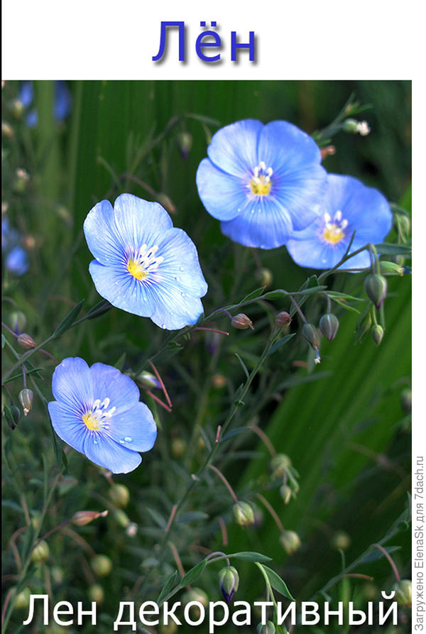 Этикетка для льна.