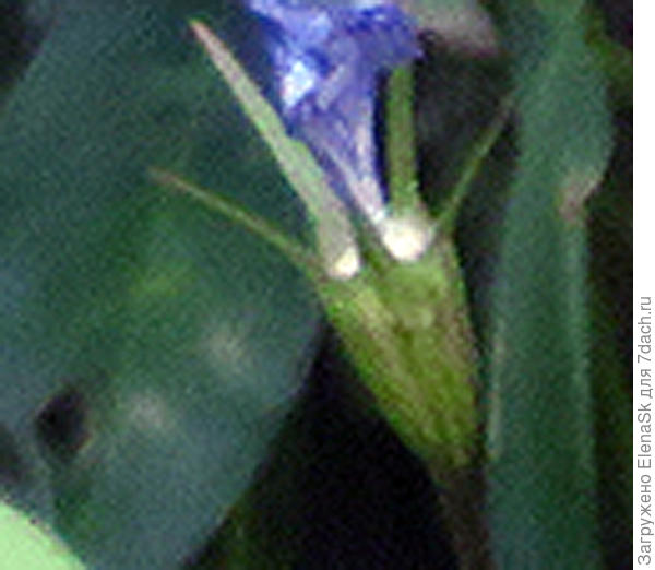 Семенная коробочка еще незрелая, ее величина примерно 0,5 - 0,7 мм.