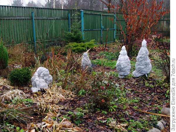 Ноябрь, та что у забора, плохо видно, так как это выкадровка. Она по центру кадра за распластанным можжевельником, уже выше забора, забор чуть выше 2-х м. Помню, что замеряла и прирост был 1,5 метра.