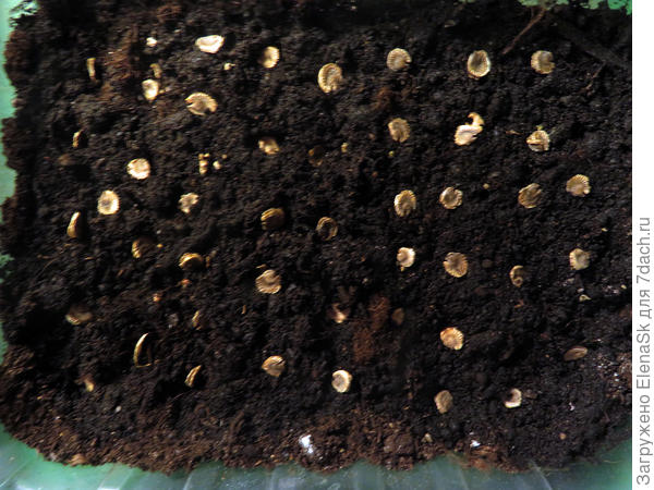 Мальва, две плошки посадила. Здесь они просто разложены, потом присыпала грунтом