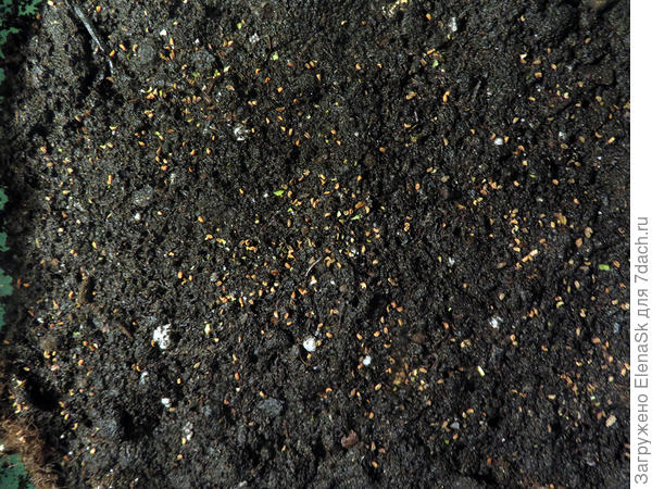 Такие мелкие семена...