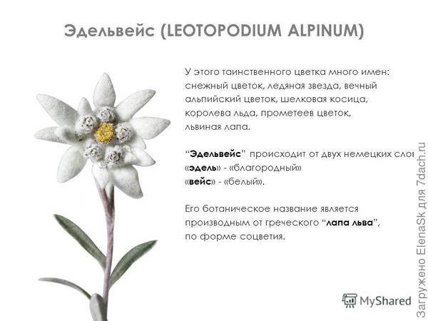 Фото из сети