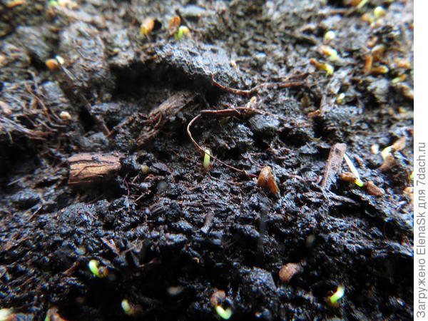 Видны зеленые точечки, это она