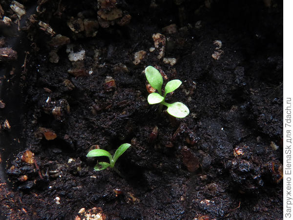 Маленький - Эдельвейс, более крупный - сорняк...