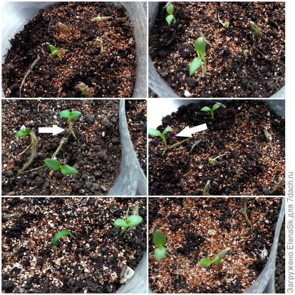 Стрелки поставила. Не нашла где снять авторскую метку, так что извините если высветится, что это мое фото.