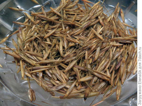 Тут они смершившие, а куда вода делась - не знаю, Я думала, что будет в льдышке семена, о они видно ее впитали.