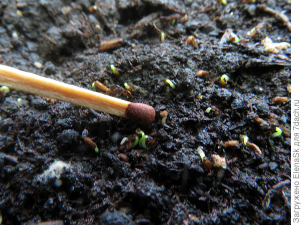 Взошли через неделю, сейчас уже видны без спецтехники, но пока &quot;размах крыльев&quot; семядолей 1 мм. или чуть меньше.