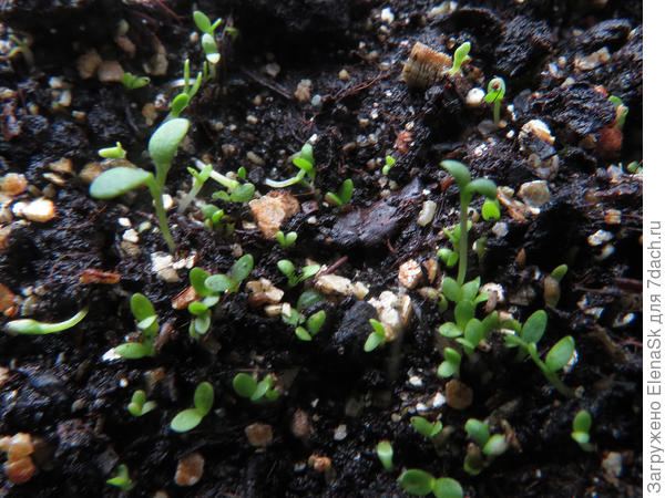 Фото от 25 февраля, показывала уже его вчера