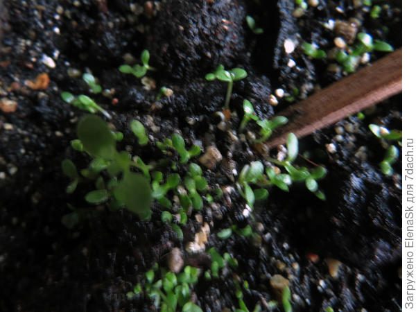 Поддеваю кусок