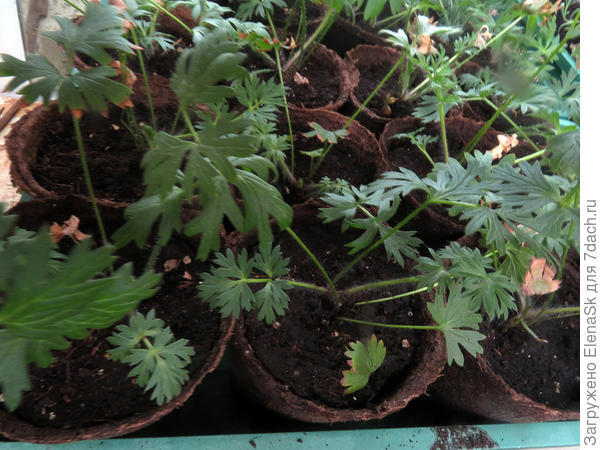 Потом пересаживаю в торфяные стаканчики, в них - уже в грунт.