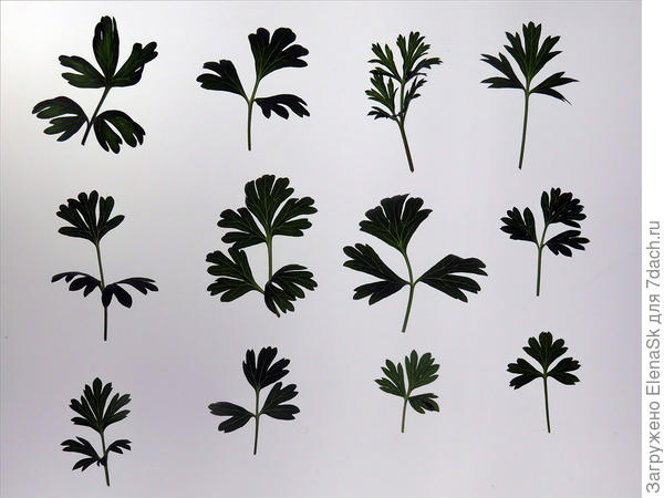 О! Сейчас посмотрела - файл с 2022 года, это из семян, которые с одного того розового прострела были взяты, более того, я прозевала сбор, и это вообще с одного цветка.