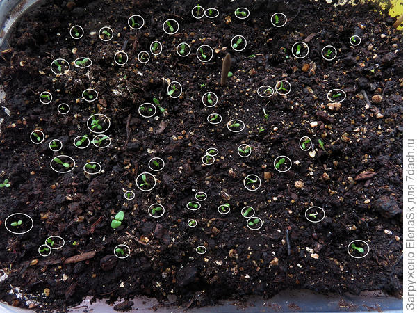 Отмечено 60 шт.