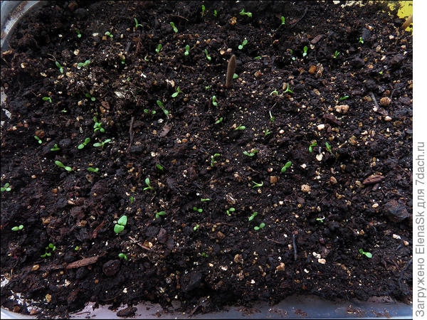 Плошка целиком.