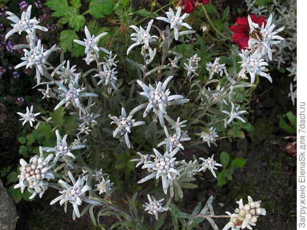 Июль 2012 года, это фото уже показывала вроде