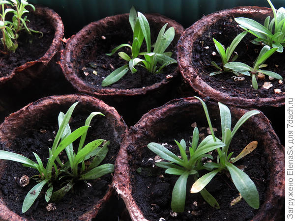 26 апреля - перед упаковкой для перевозки на дачу