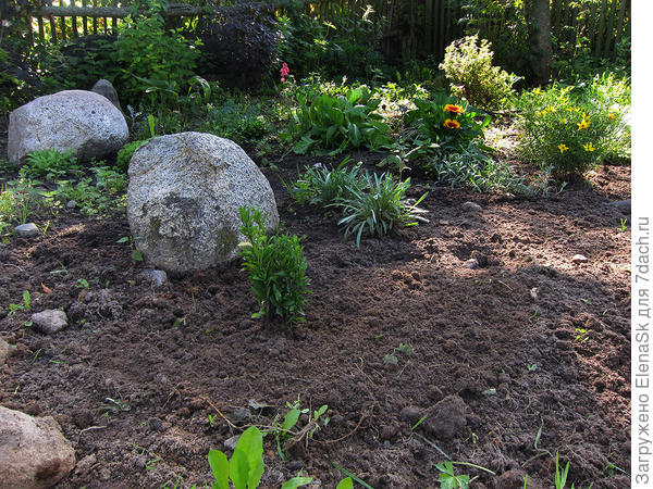 тоже 2011 год, вторая половина августа, вон как кочки разраслись - правее камня.