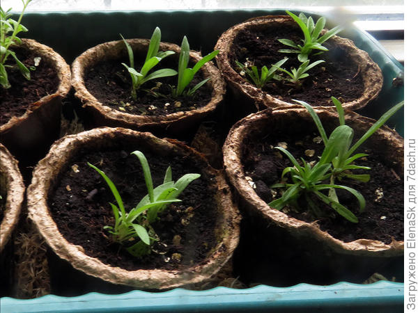 17 апреля - пересадила в торфяные горшочки (маленькие, это я о горшочках)