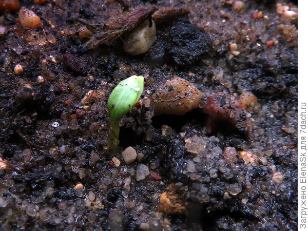 сняла вчера