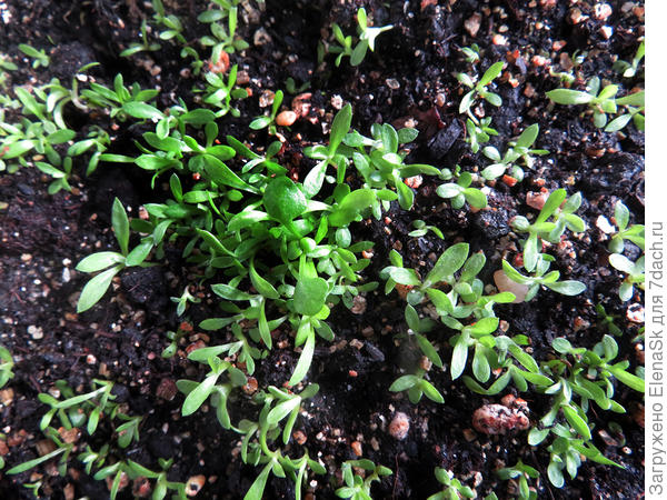 А здесь - как не прореживала - опять куча. Удалила сорняки, напикировала еще в одну плошку.