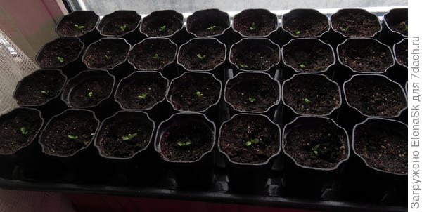 Это небольшие, их 32 шт. на поддоне