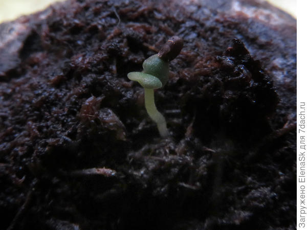 Потом сняла крупнее