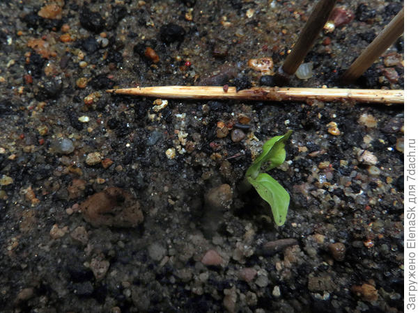 Два фото - это бежевая, она пока одна. Но вроде еще кое где грунт приподнят...