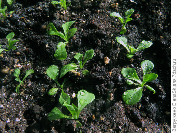 Это те, что остались в плошке