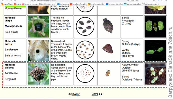 Монарда - на нижней строке