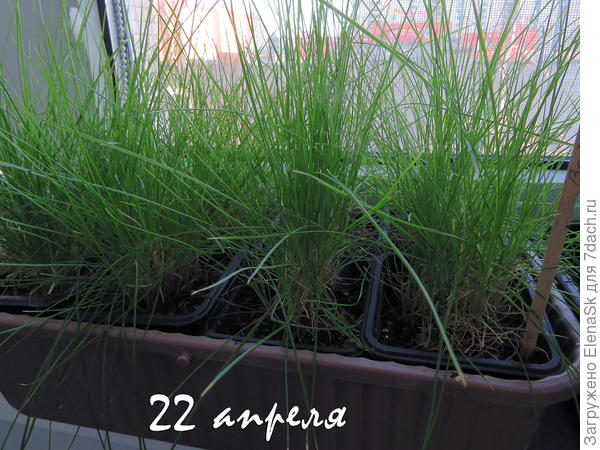 Такими и высаживала