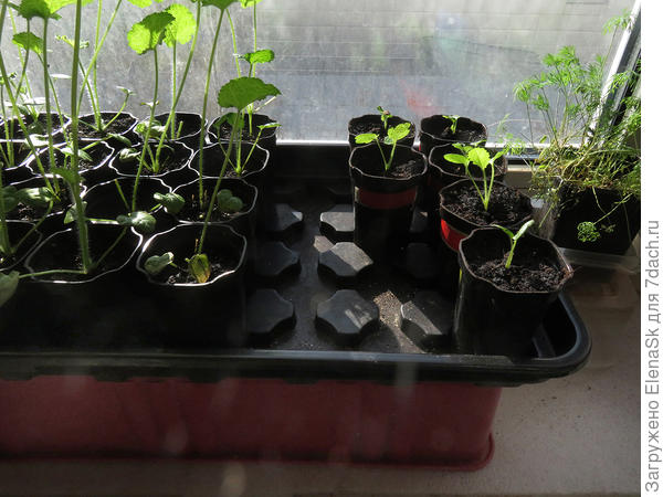Справа шесть из покупных семян. Все удачно перенесли пикировку.