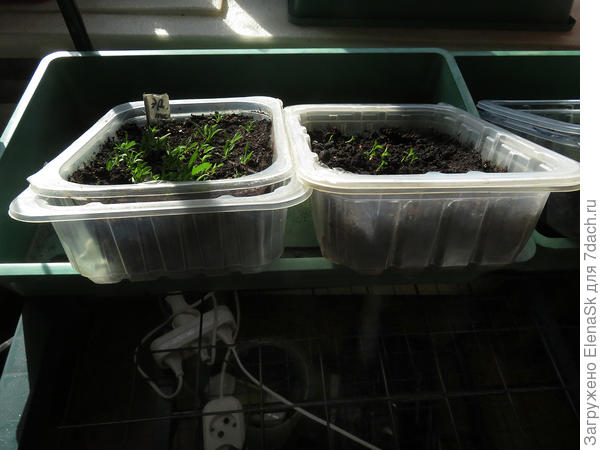 Ставлю на крой поддона