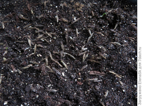 Пинцетом перекинула их в плошку со свежим грунтом (потом распределила по поверхности).