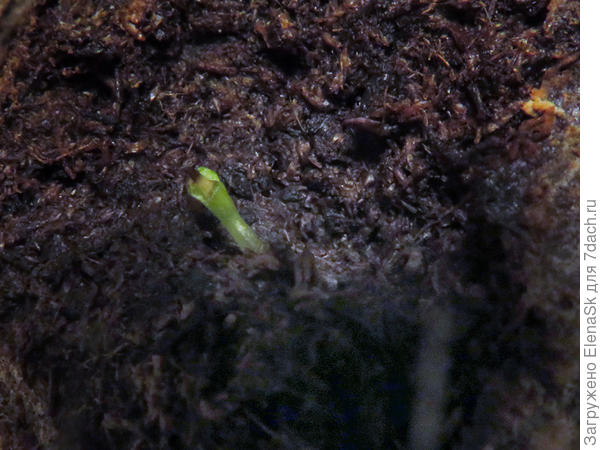 Тут что-то вылезает