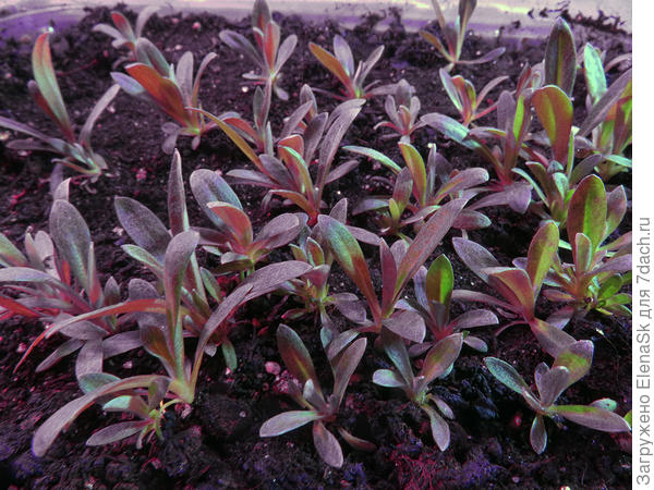 Вот такие симпотяги!