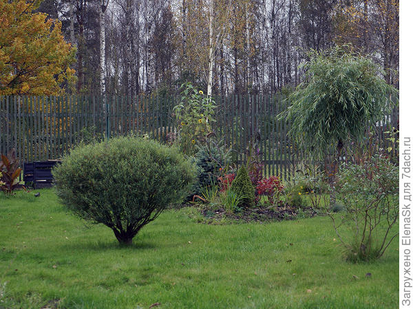 2016 год, тщательно прорежена и после стрижки