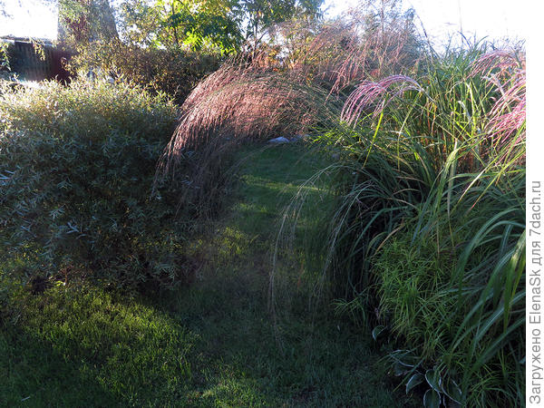 Осенью прохода нет, хоть ива - стрижена (слева), за ночь на метелках молинии образуется роса, они опускаются, а я с просонья не продрав глаза мчусь в туалет и эти метелки полные воды окатывают меня ледяной водой с головы до ног...