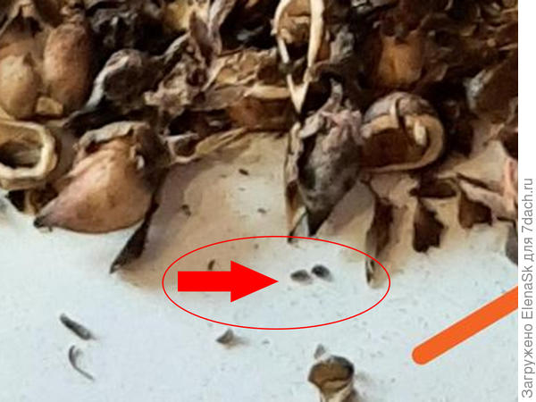 Вот два семечка. На фото видела еще, но тут на чистом месте - виднее их, чтобы объяснить.