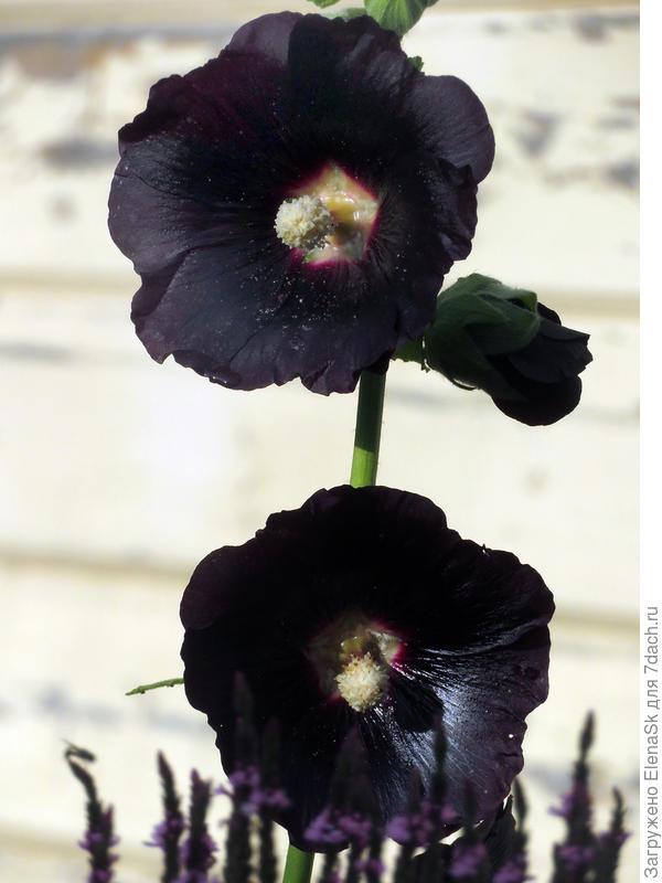 На самом деле - цвет темнее, высветляла при съемке.