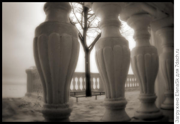 Молодые леревья на террасе.