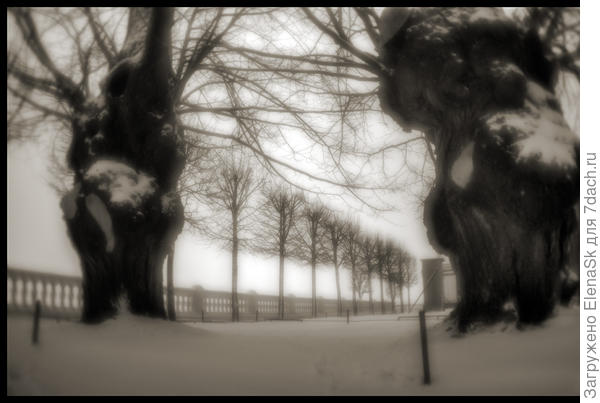 Когда по радио услышала о урагане - помчалась в Петергоф, как там две мои любимые, которые столько лет снимала, молилась всю дорогу - они только и выжили...Но их сейчас обнесли ограждением - не подойти, не обнять...