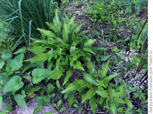 И эту хосту я все время делю и рассаживаю.