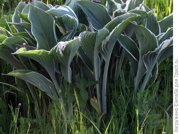 И она листья держит почти вертикально, очень красивая