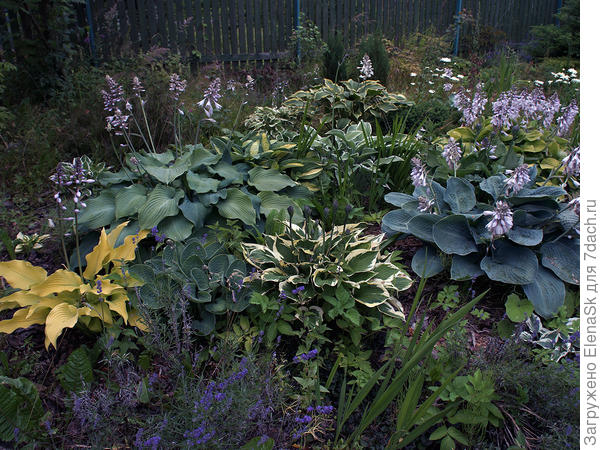 В хостарии у меня одна желтенькая - это она, на фото - слева, хотя подобного цвета хосты еще есть несколько, но блондинка должна быть одна. Просте те - некоторые эффектнее смотрятся - не хочу, чтобы конкуренцию Монро создавали.