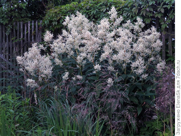 Это этот год, середина июля