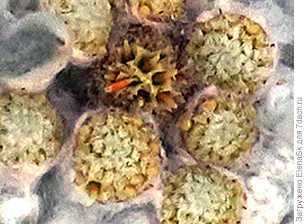 Это увеличение с седьмой картинки