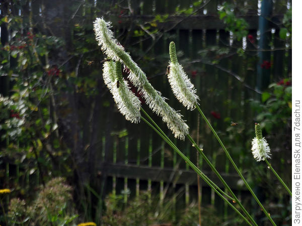 Кровохлебка