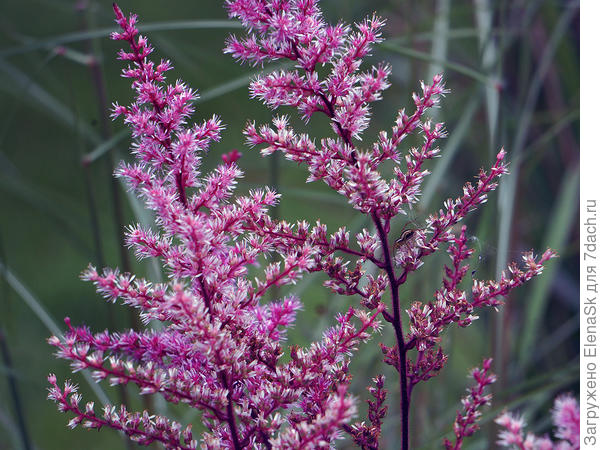 Астильба Дельфт Лейс